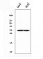Anti-CD79b Antibody Picoband™(monoclonal, 6H11)